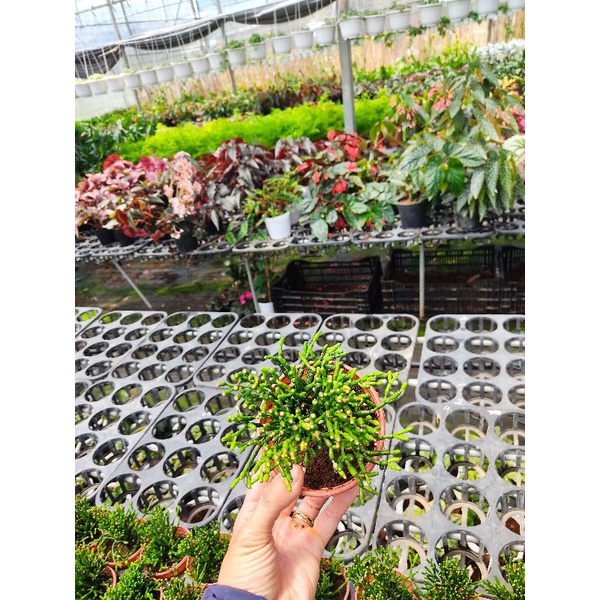 Chậu cứng Rhipsalis salicornioide- Sen đá sừng hươu