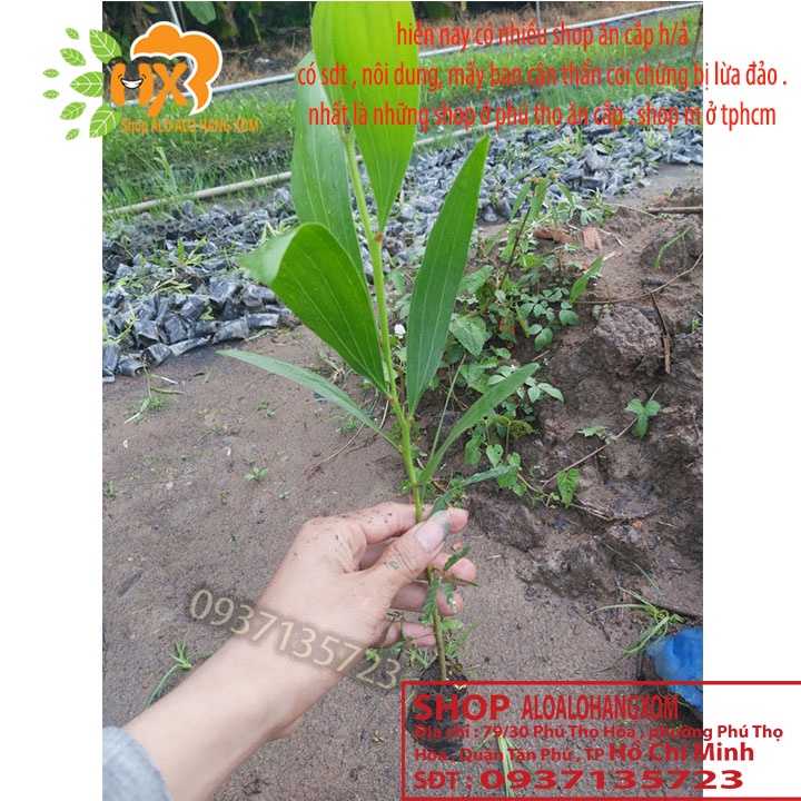 combo 50 cây tràm lai cây giống