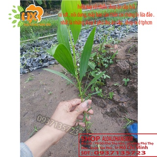 combo 50 cây tràm lai cây giống