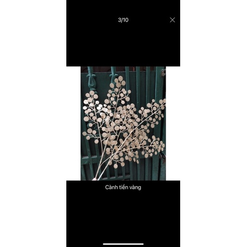 Cành lá táo vàng kim_ cành rẻ quạt decor trang trí siêu xinh
