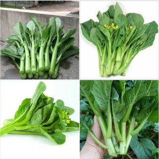 Combo 3 gói Hạt Giống Cải Ngọt Ăn Bông - Cải Ngồng