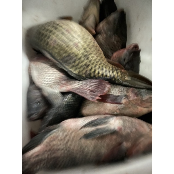 Mồi Câu Rô Phi Đông Lạnh Sa Phạm-Đông Lạnh Xanh