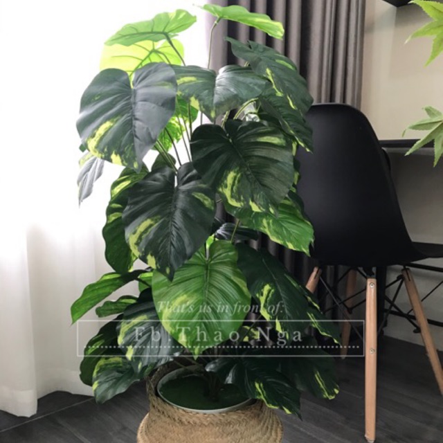 Cây trầu bà giả cao 1m