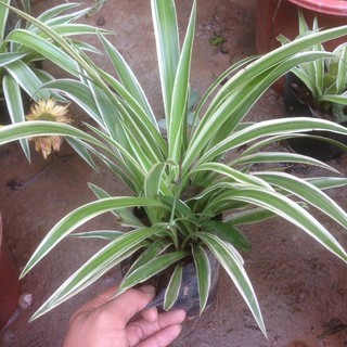 Cây lan chi- cây dây nhện- cây lục thảo trổ chậu nhựa