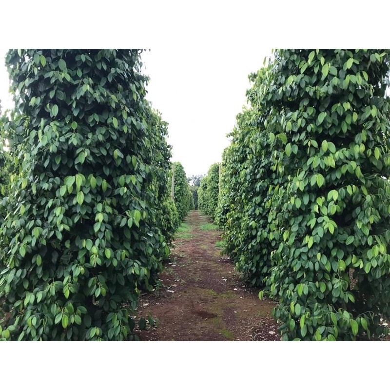 🌿FREESHIP🌿 Hạt Tiêu Đen Sạch Hữu Cơ - Sản phẩm từ tấm lòng người dân Tây Nguyên | BigBuy360 - bigbuy360.vn