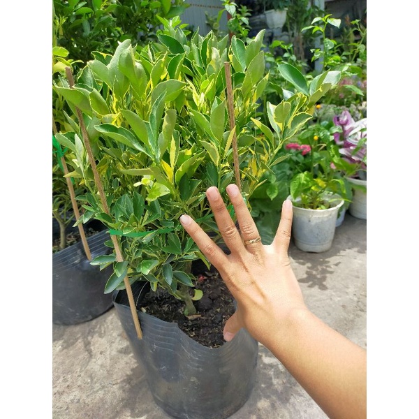 Cây tắc cẩm thạch đang trái - cây đẹp phong thủy tốt - trái ăn được - cây cao 60-70cm {hình thật} - giao hỏa tốc hcm