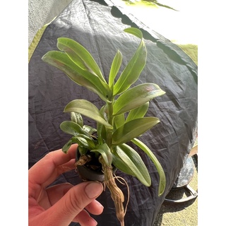 Trầm tím cây giống