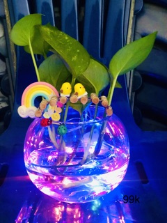 Chậu trầu bà thuỷ sinh đèn led