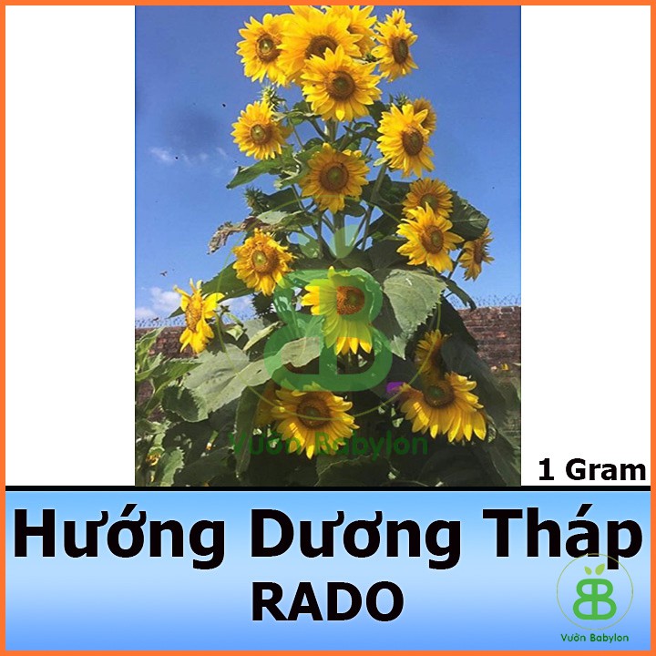 Hạt Giống Hoa Hướng Dương Tháp Siêu Nhiều Hoa 2G