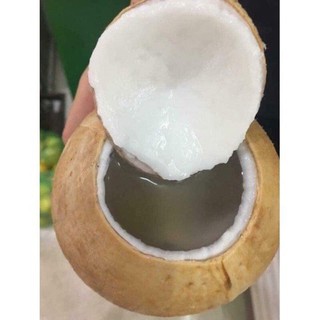 Dừa xiêm Bến Tre cỡ mini