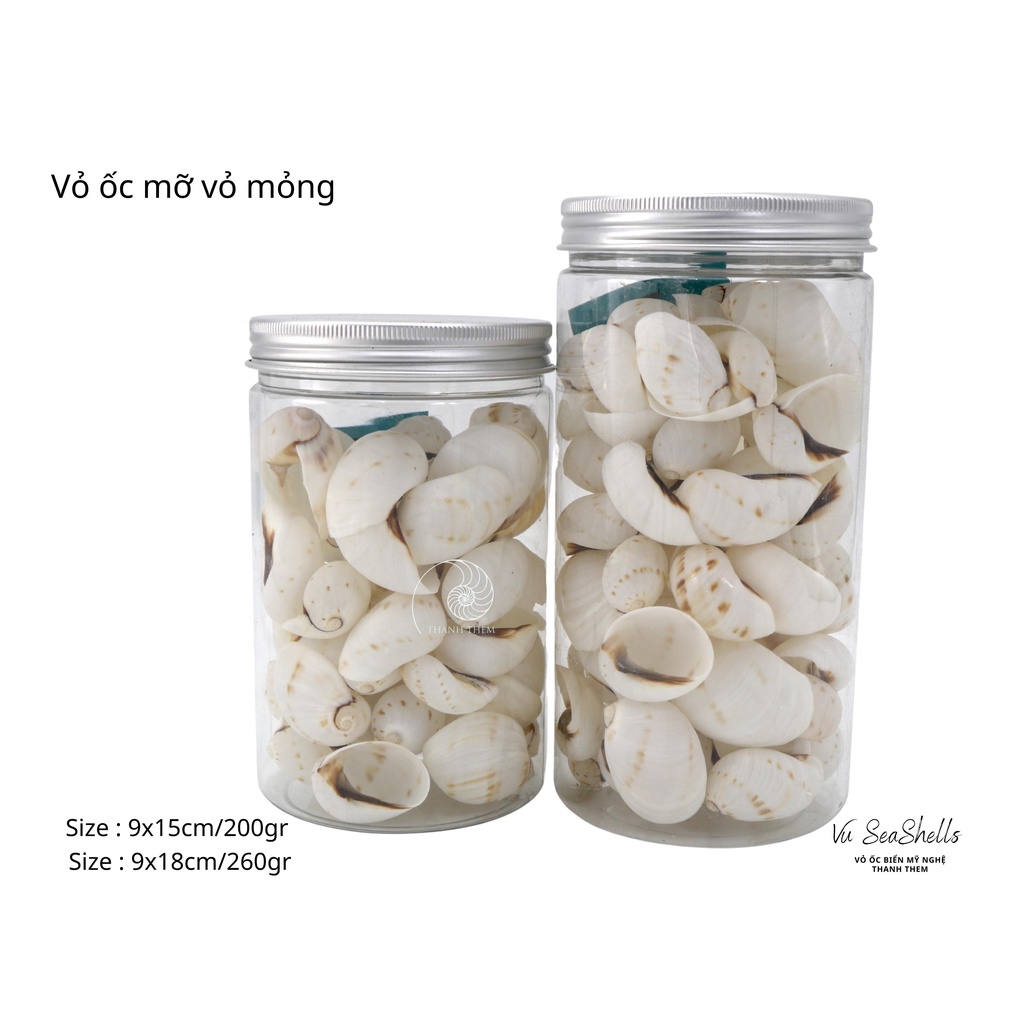 Vỏ Ốc Biển - Hủ Vỏ Ốc Mỡ Trắng Mỏng - Dùng Trong Trang Trí - Decor Chụp Ảnh