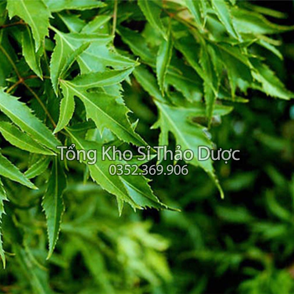 Lá đinh lăng khô 500g (Trà đinh lăng thanh lọc cơ thể, hỗ trợ mất ngủ)