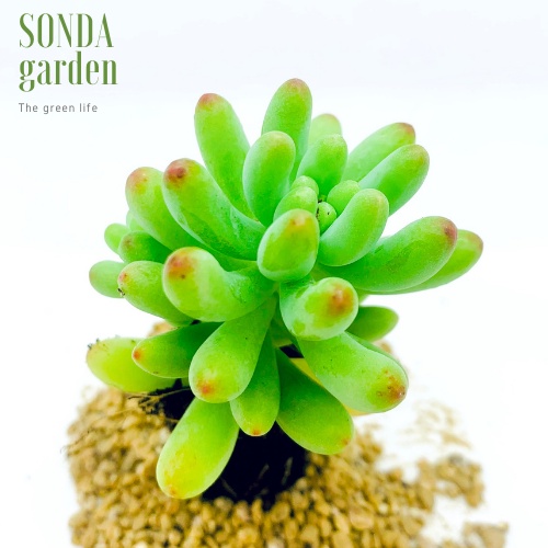 Sen đá thạch ngọc mĩ SONDA GARDEN size mini 2.5-4cm, xuất xứ Đà Lạt, khoẻ đẹp, lỗi 1 đổi 1