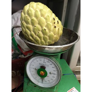 Cây Na Thái ( mẵng cầu na Thái)