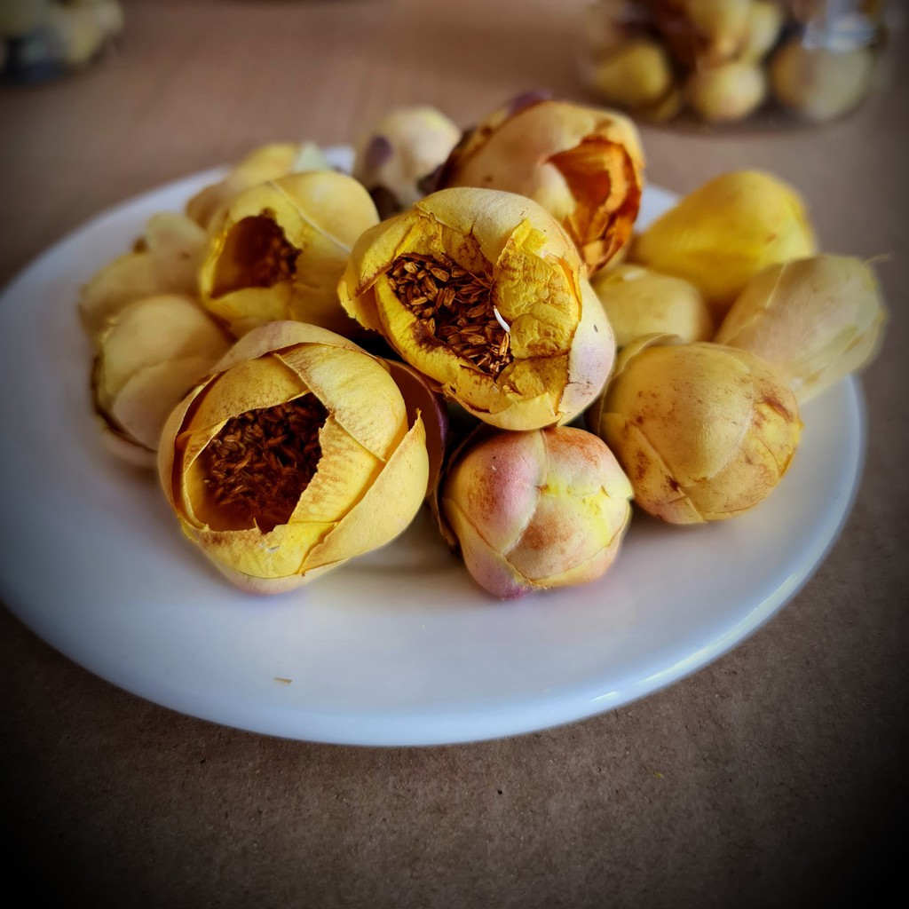 [Chính hãng] 40g Chè hoa vàng Comepharm chữa ung thư, mỡ máu, huyết áp, tốt cho sức khỏe | BigBuy360 - bigbuy360.vn