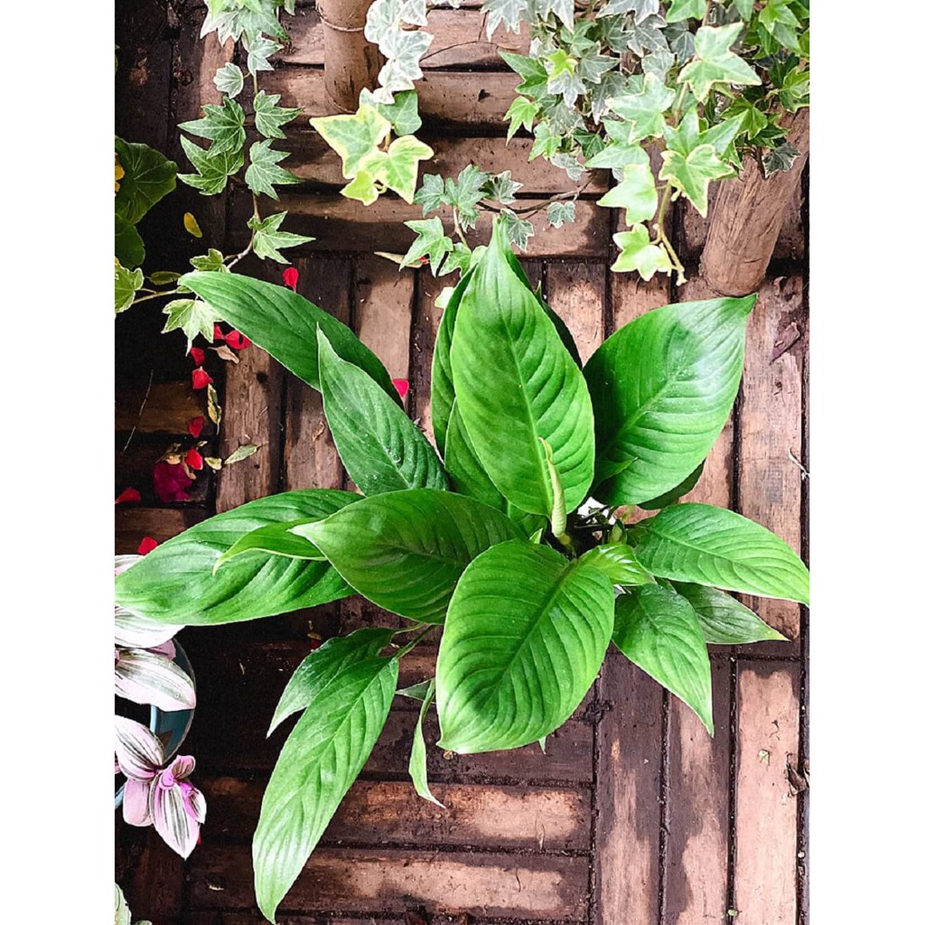 Cây Spathiphyllum wallisii Peace (Lan Ý, Huệ Hoà Bình) chậu thủy sinh 2 lớp