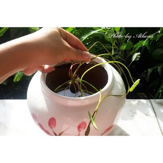 5 hạt giống hoa Sen mini nhiều màu