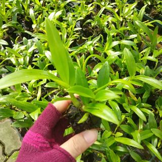 10 CHẬU LAN GIỐNG NHIỀU MÀU