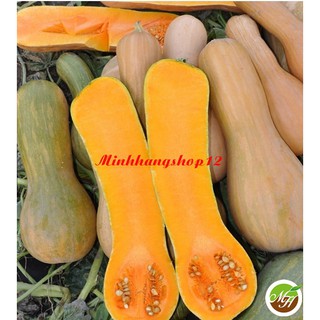 30 Hạt Giống Bí Ngô Mật F1 (Bí Đỏ Qủa Dài) Tặng Kèm Kích Mầm