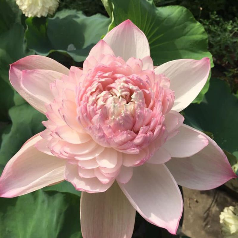 HOA SEN THÁI: SUPER LOTUS