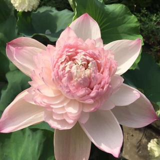 HOA SEN THÁI: SUPER LOTUS