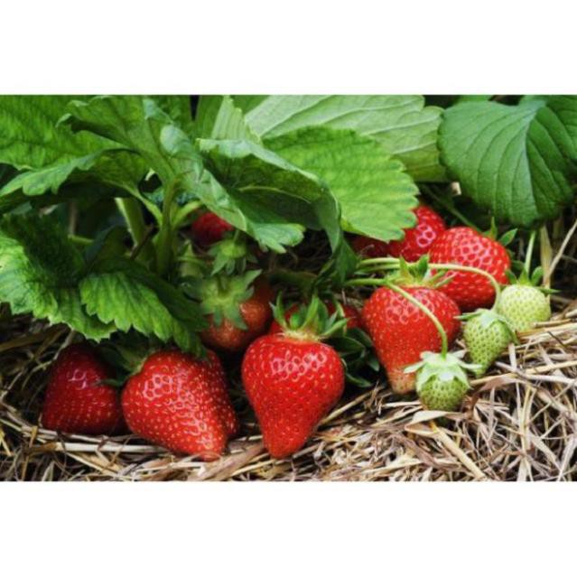 HT666 Hạt giống dâu tây quả TO Chịu Nhiệt (100 Hạt) Năng Suất Cao - MUA 3 TẶNG 1 CÙNG LOẠI