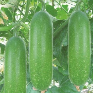 Hạt giống bí đao chanh
