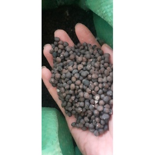 100gram hạt bông gòn giống