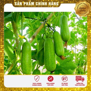 Hạt Giống Bí Đao Chanh - 0,5gr