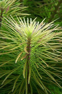 DỪA NHẬT - BÁCH DIỆP THẢO - (12 nhánh)
