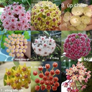 Hoa phong lan  cẩm cù chậu phi 12