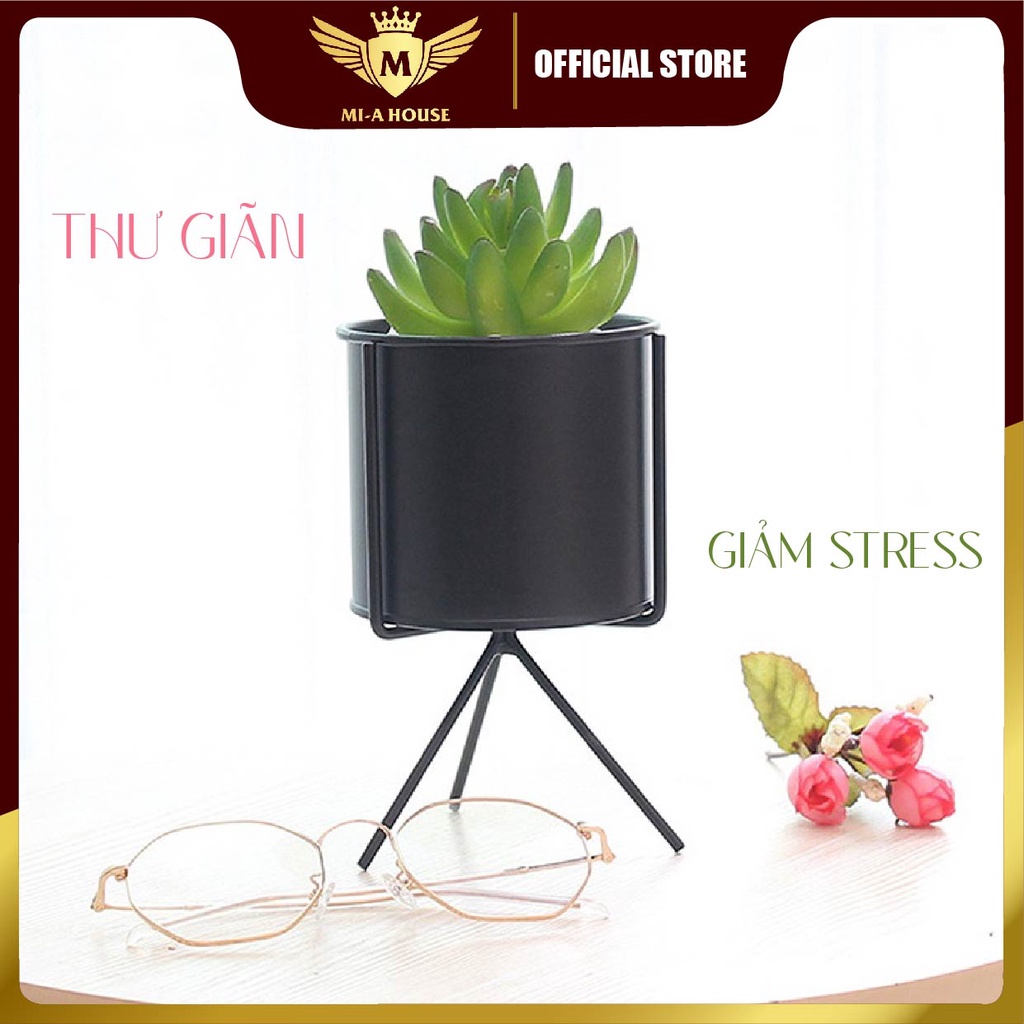 Chậu trồng cây sen đá, xương rồng, cẩm nhung – Hộp trồng cây mini để bàn