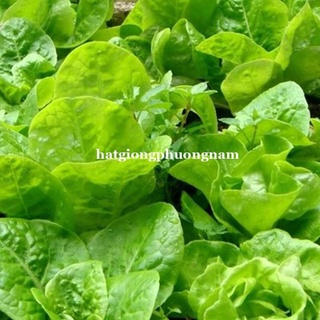 5gr - hạt giống rau xà lách dún vàng