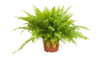 Dương xỉ thái rủ