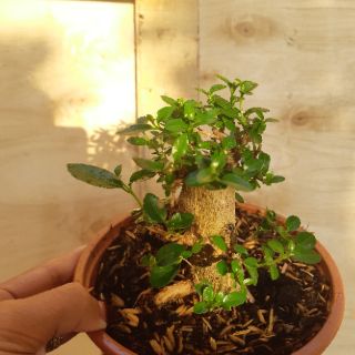 Sam hương mini