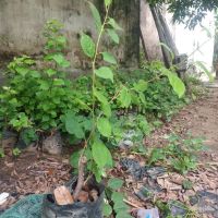 Cây hoa.giấy giống các màu