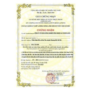 Cà gai leo trà túi lọc 250g