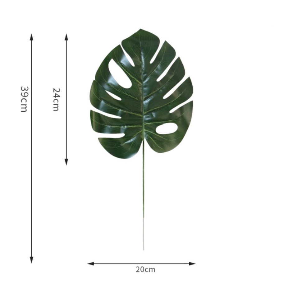 Cành lá rùa - Trầu bà lá xẻ nam mỹ monstera