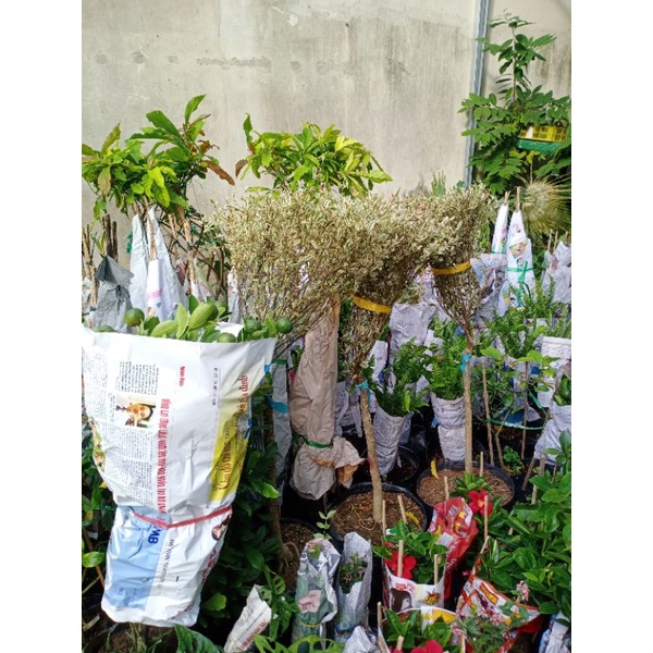 Cây bàng đài loan cẩm thạch, cây bàng nhật cao 70-80cm