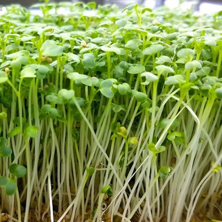 Hạt giống Mầm củ cải trắng – Gói 50g