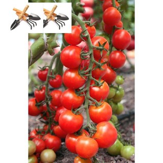 Hạt Giống Cà Chua Bi Chùm Đỏ Chuỗi Ngọc F1 Dễ Trồng Ăn Cực Ngon TRỒNG HOA TẾT