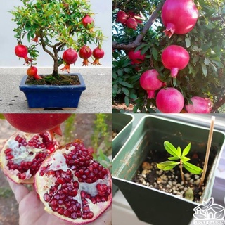 Hạt giống lựu lùn - 5 hạt