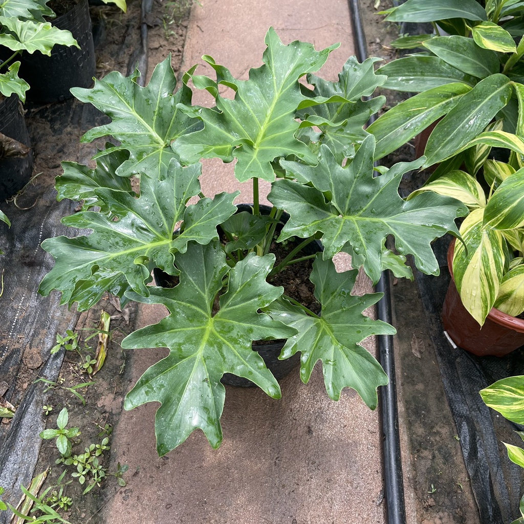 Cây trầu bà thanh xuân  chiều cao 40cm tán lá xum xuê hình răng cưa nhiều chồi non