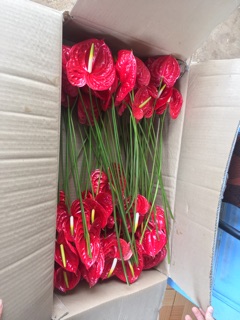 10 Cây giống hồng môn đỏ