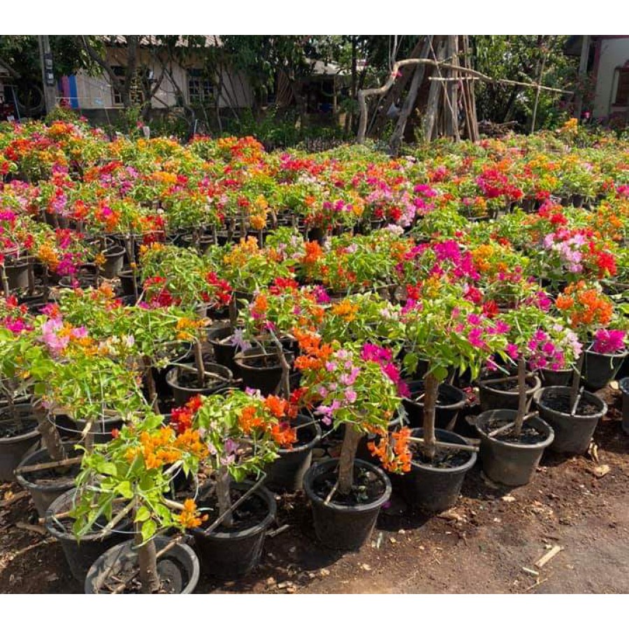 CÂY HOA GIẤY NGŨ SẮC ĐẸP