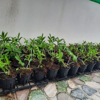 || FREESHIP || KIE PHI ĐIỆP ( CÂY GIỐNG PHI ĐIỆP GIẢ HẠC)