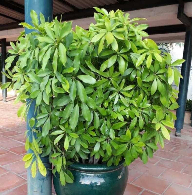 Phân Bón NPK MINRO 30-9-9 (1KG) Phát triển thân lá cành