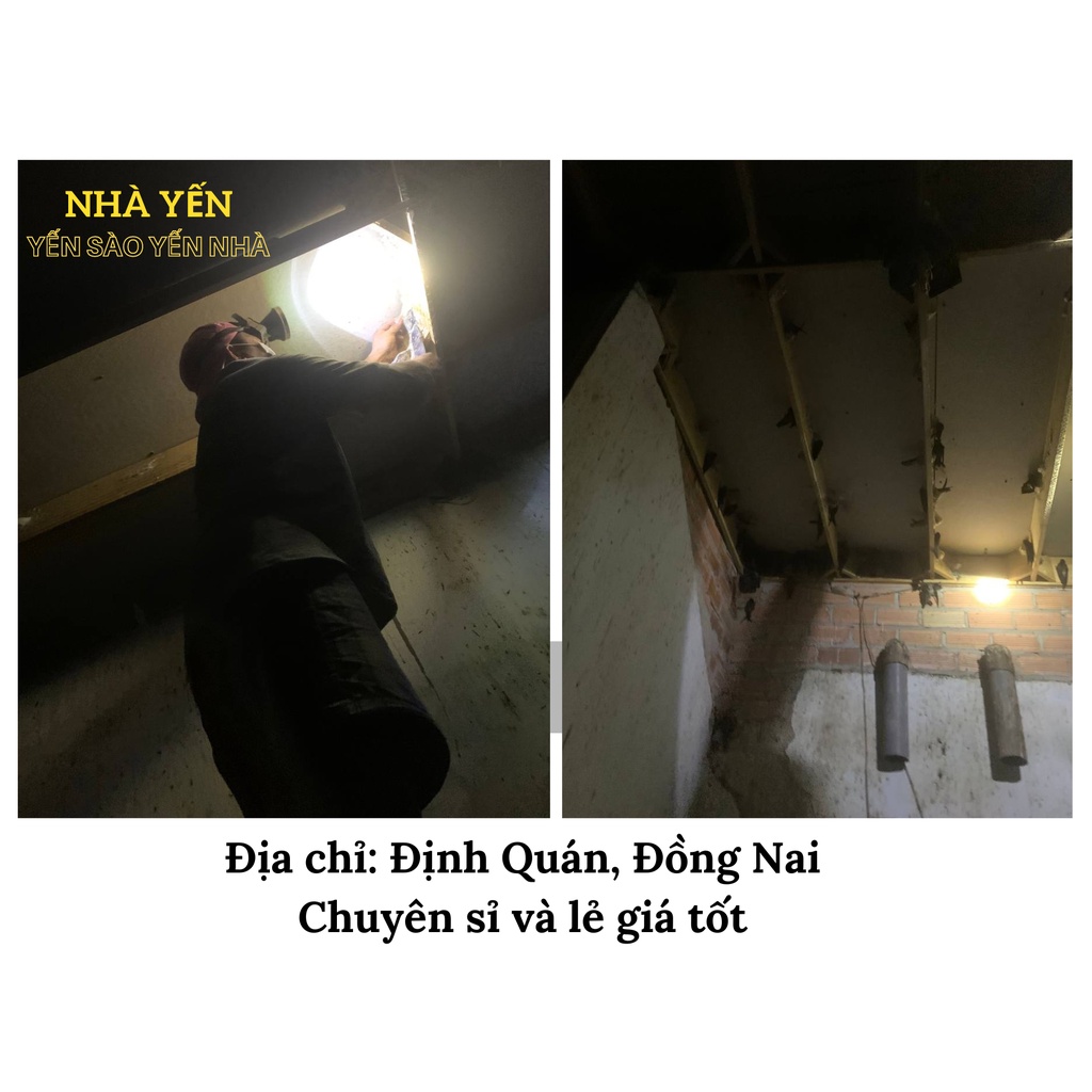 Chân yến già nguyên chất - Yến sào Yến Nhà