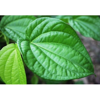 200gram Lá Trầu Không Tươi