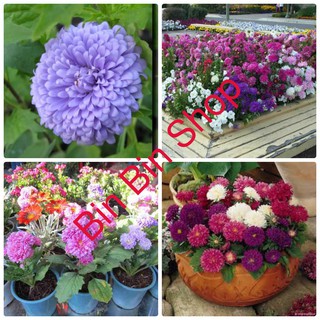 Hạt giống hoa Cúc Đài Loan lùn Mix (Aster Pot) ( 50 Hạt)